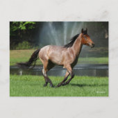 Mangalarga aan de voorzijde van de fontein briefkaart (Voorkant)
