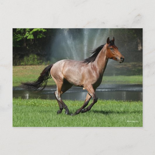 Mangalarga aan de voorzijde van de fontein briefkaart (Voorkant)
