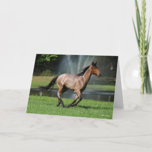 Mangalarga aan de voorzijde van de fontein kaart