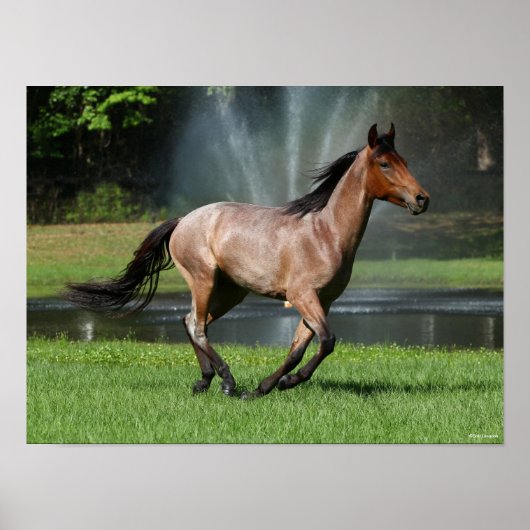 Mangalarga aan de voorzijde van de fontein poster (Voorkant)