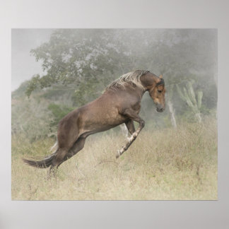 Mangalarga Marchador Stallion bij Liberty Poster