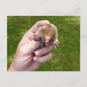 mangel tegen gras . jpg briefkaart