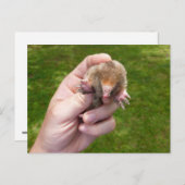 mangel tegen gras . jpg briefkaart (Voorkant / Achterkant)