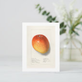 "MANGO" AMANDA ALMIRA NEWTON 1908 BRIEFKAART (Staand voorkant)