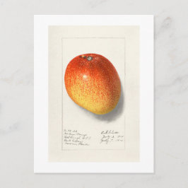 "MANGO" AMANDA ALMIRA NEWTON 1908 BRIEFKAART