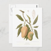 Mango Briefkaart (Voorkant / Achterkant)