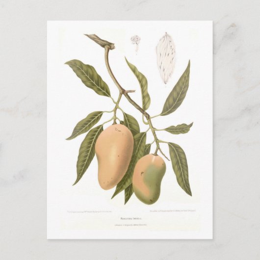 Mango Briefkaart (Voorkant)