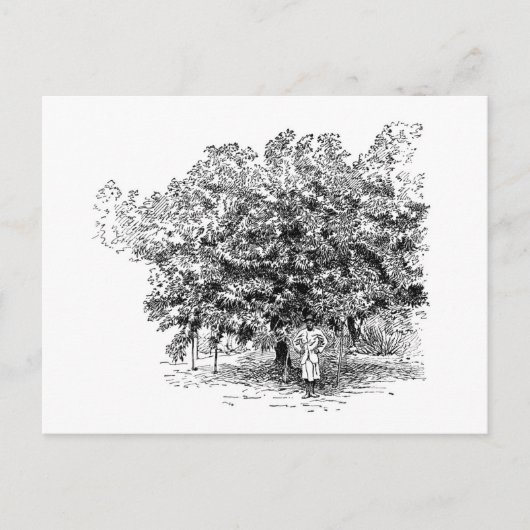 Mango Farmer Briefkaart (Voorkant)