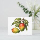 Mango Fruit Tak Vintagestijl Briefkaart (Staand voorkant)
