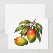 Mango Fruit Tak Vintagestijl Briefkaart (Voorkant / Achterkant)