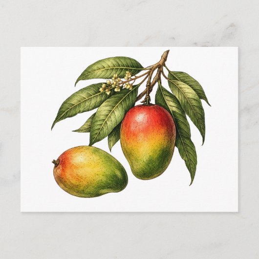 Mango Fruit Tak Vintagestijl Briefkaart (Voorkant)