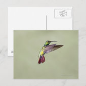 Mango Hummingbird Anthracocorax 2 Briefkaart (Voorkant / Achterkant)