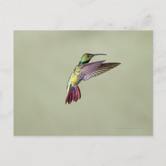 Mango Hummingbird Anthracocorax 2 Briefkaart (Voorkant)