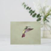 Mango Hummingbird Anthracocorax 2 Briefkaart (Staand voorkant)