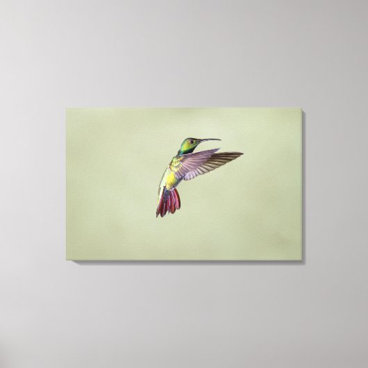 Mango Hummingbird Anthracocorax 2 Canvas Afdruk (Voorkant)