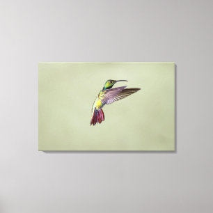 Mango Hummingbird Anthracocorax 2 Canvas Afdruk