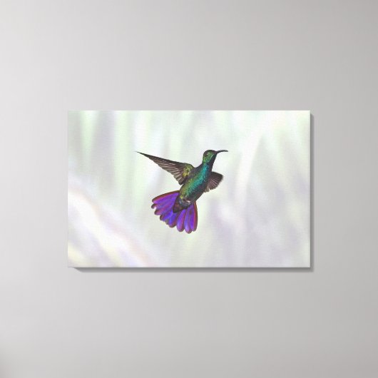 Mango Hummingbird Anthracocorax Canvas Afdruk (Voorkant)