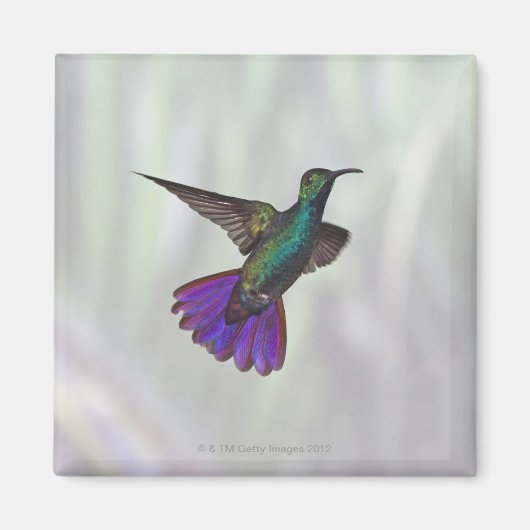 Mango Hummingbird Anthracocorax Magneet (Voorkant)