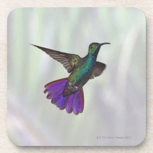 Mango Hummingbird Anthracocorax Onderzetter