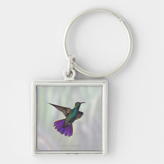 Mango Hummingbird Anthracocorax Sleutelhanger (Voorkant)