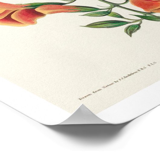 Mango Hummingbird by Audubon Poster (Hoek)