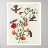 Mango Hummingbird by Audubon Poster (Voorkant)