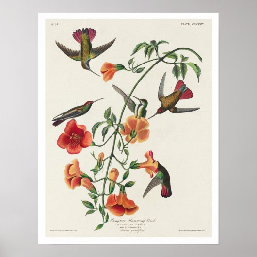 Mango Hummingbird by Audubon Poster (Voorkant)