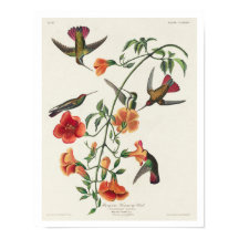 Mango Hummingbird by Audubon Poster