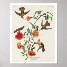 Mango Hummingbird by Audubon Poster