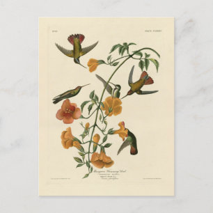 Mango Hummingbird van Audubon's Birds of America Briefkaart