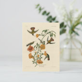 Mango Hummingbird van Audubon's Birds of America Briefkaart (Staand voorkant)