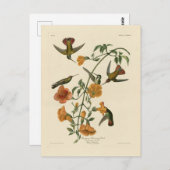 Mango Hummingbird van Audubon's Birds of America Briefkaart (Voorkant / Achterkant)