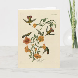 Mango Hummingbird van Audubon's Birds of America Kaart
