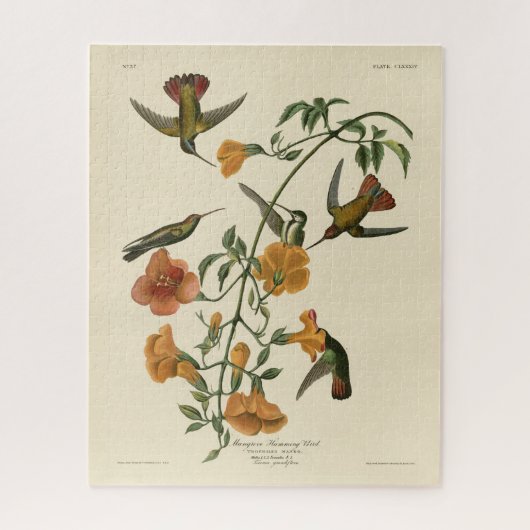 Mango Hummingbird van Audubon's Birds of America Legpuzzel (Verticaal)