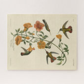 Mango Hummingbird van Audubon's Birds of America Legpuzzel (Horizontaal)