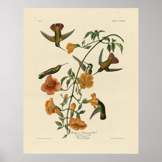 Mango Hummingbird van Audubon's Birds of America Poster (Voorkant)