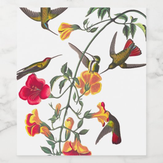 Mango Hummingbird van John James Audubon Wijn Etiket (Enkel label)