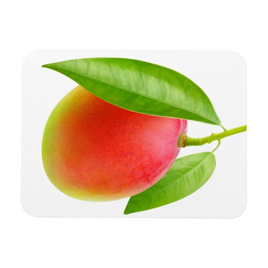 Mango Magneet (Horizontaal)