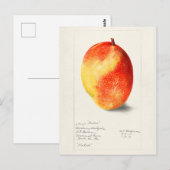 Mango (Mangifera Indica) Waterverf van fruit Briefkaart (Voorkant / Achterkant)