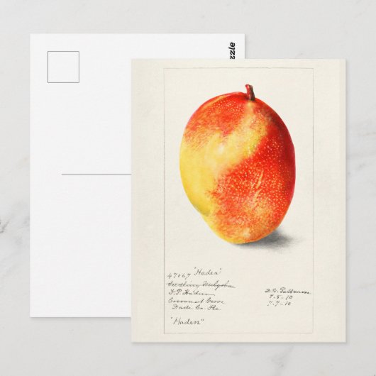 Mango (Mangifera Indica) Waterverf van fruit Briefkaart (Voorkant / Achterkant)