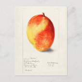 Mango (Mangifera Indica) Waterverf van fruit Briefkaart (Voorkant)