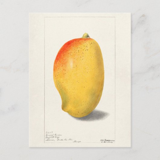 Mango (Mangifera Indica) Waterverf van fruit Briefkaart (Voorkant)