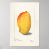 Mango (Mangifera Indica) Waterverf van fruit Poster (Voorkant)