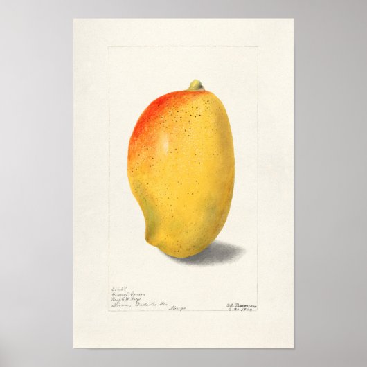 Mango (Mangifera Indica) Waterverf van fruit Poster (Voorkant)
