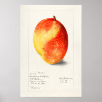 Mango (Mangifera Indica) Waterverf van fruit