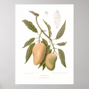 Mango Poster