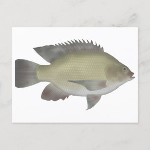 Mango Tilapia Briefkaart