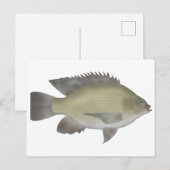 Mango Tilapia Briefkaart (Voorkant / Achterkant)