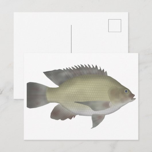 Mango Tilapia Briefkaart (Voorkant / Achterkant)