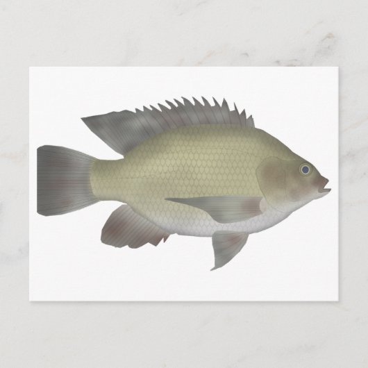 Mango Tilapia Briefkaart (Voorkant)